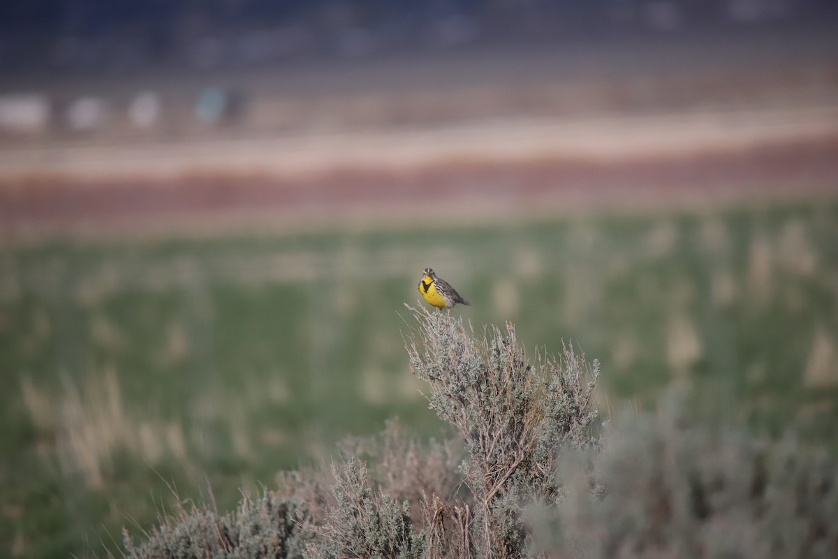 Western Meadowlark - ML647351866