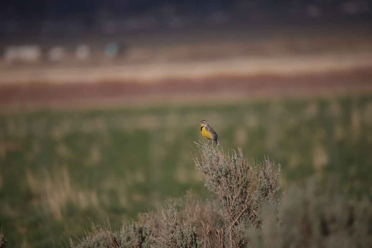 Western Meadowlark - ML647351867