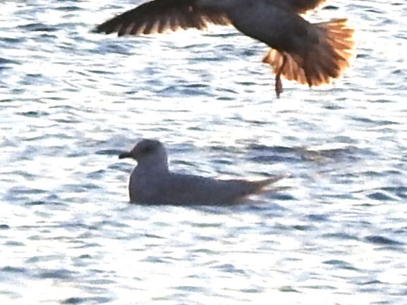 gull sp. - ML647351868