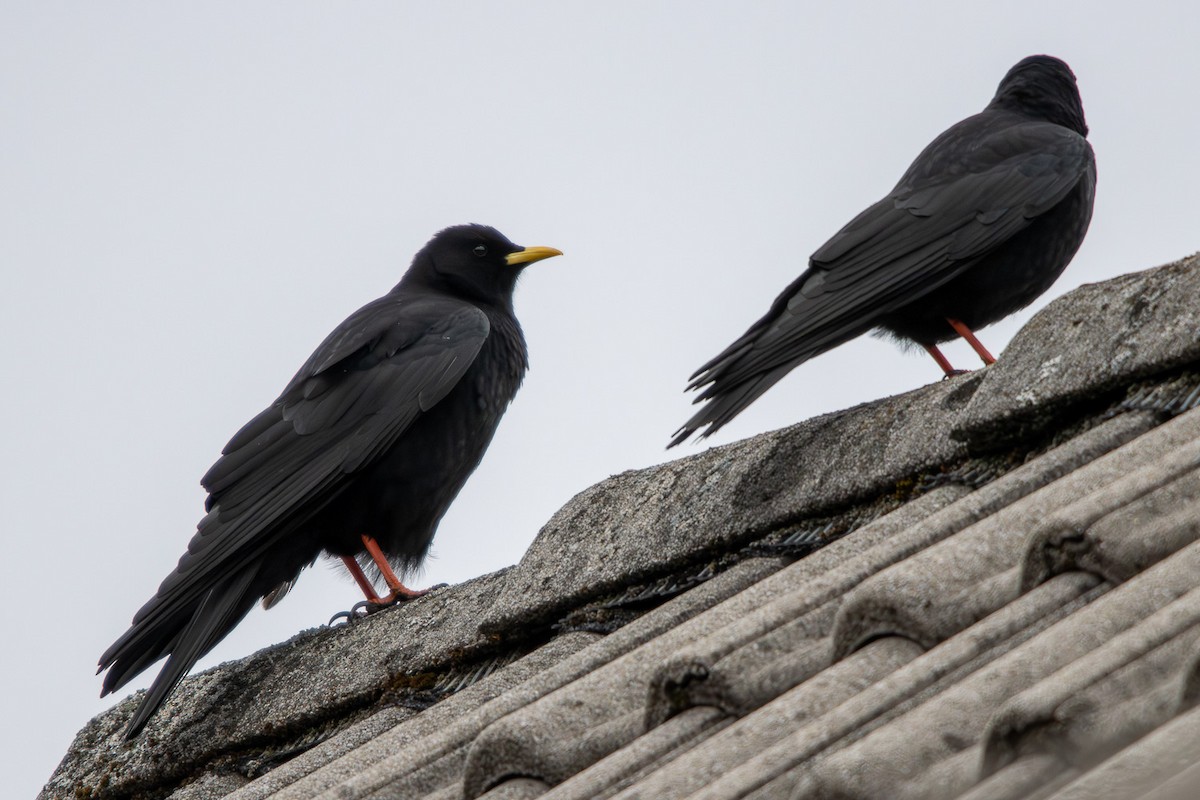 Yellow-billed Chough - ML647351869