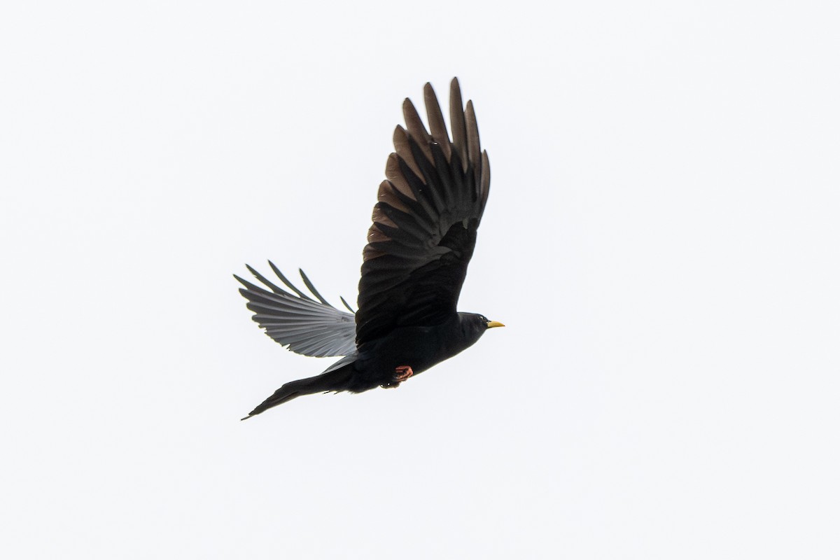 Yellow-billed Chough - ML647351870