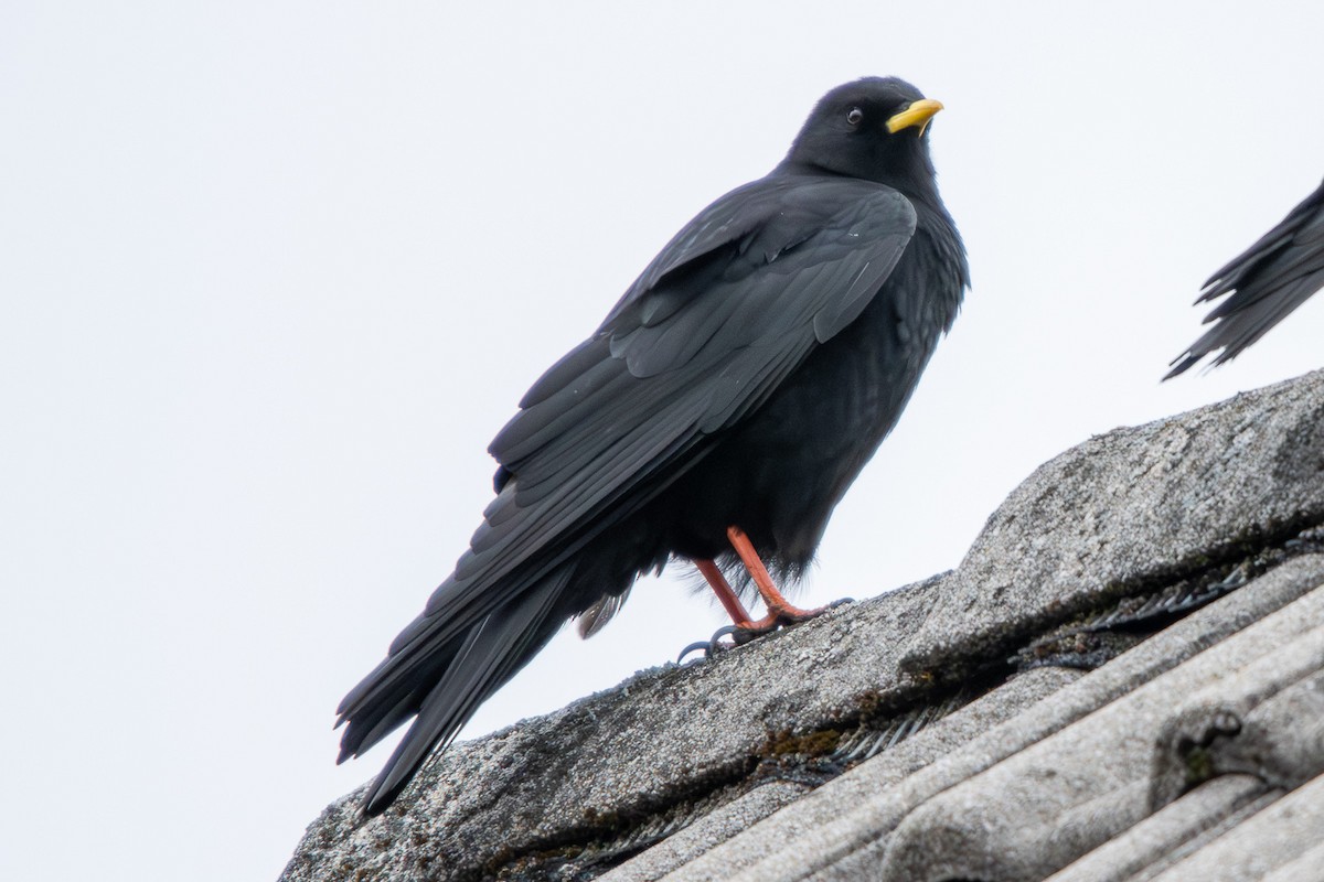 Yellow-billed Chough - ML647351871