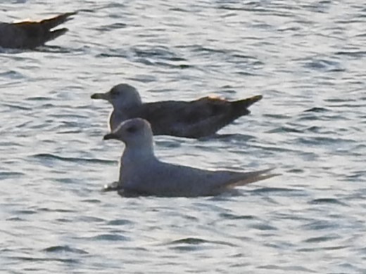 gull sp. - ML647351872