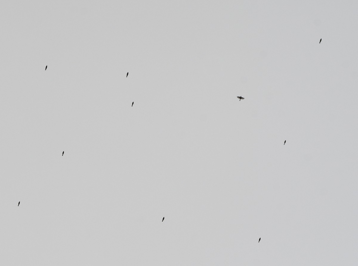 Common Chaffinch - ML647351873