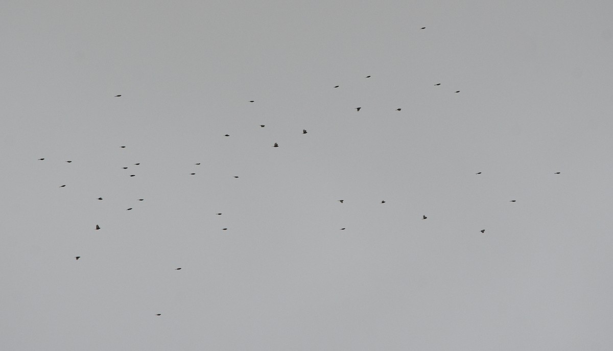 Common Chaffinch - ML647351874