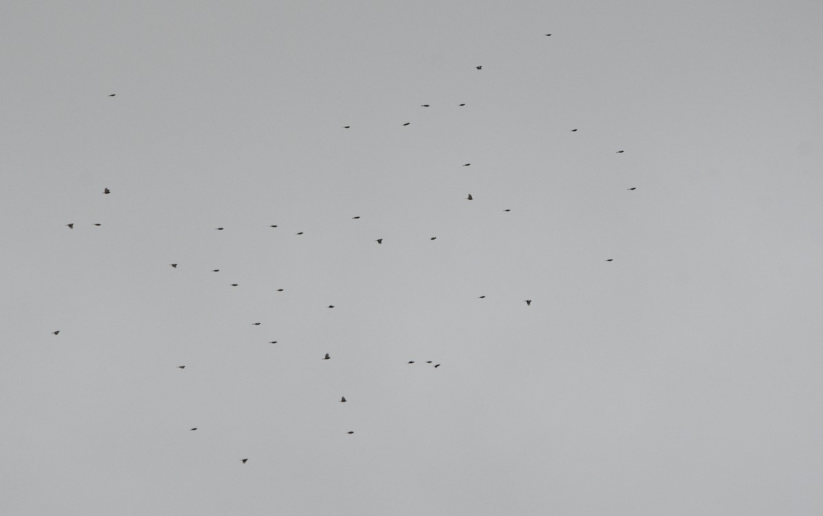 Common Chaffinch - ML647351875