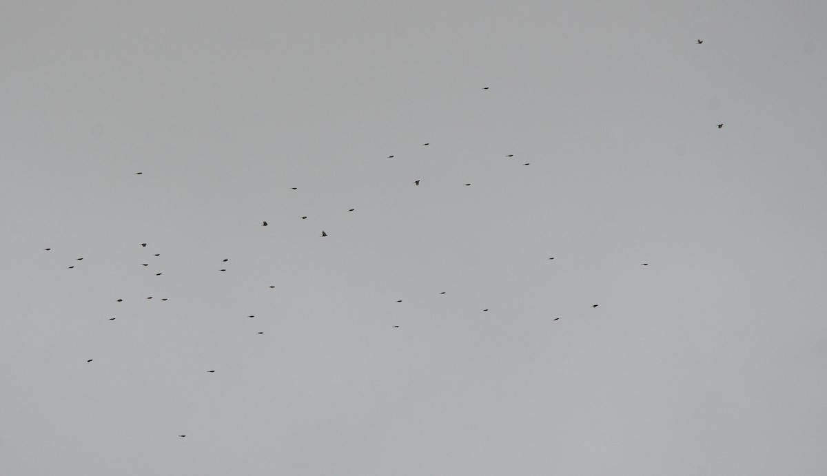 Common Chaffinch - ML647351876