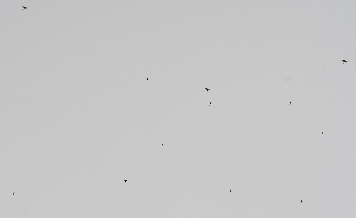 Common Chaffinch - ML647351877