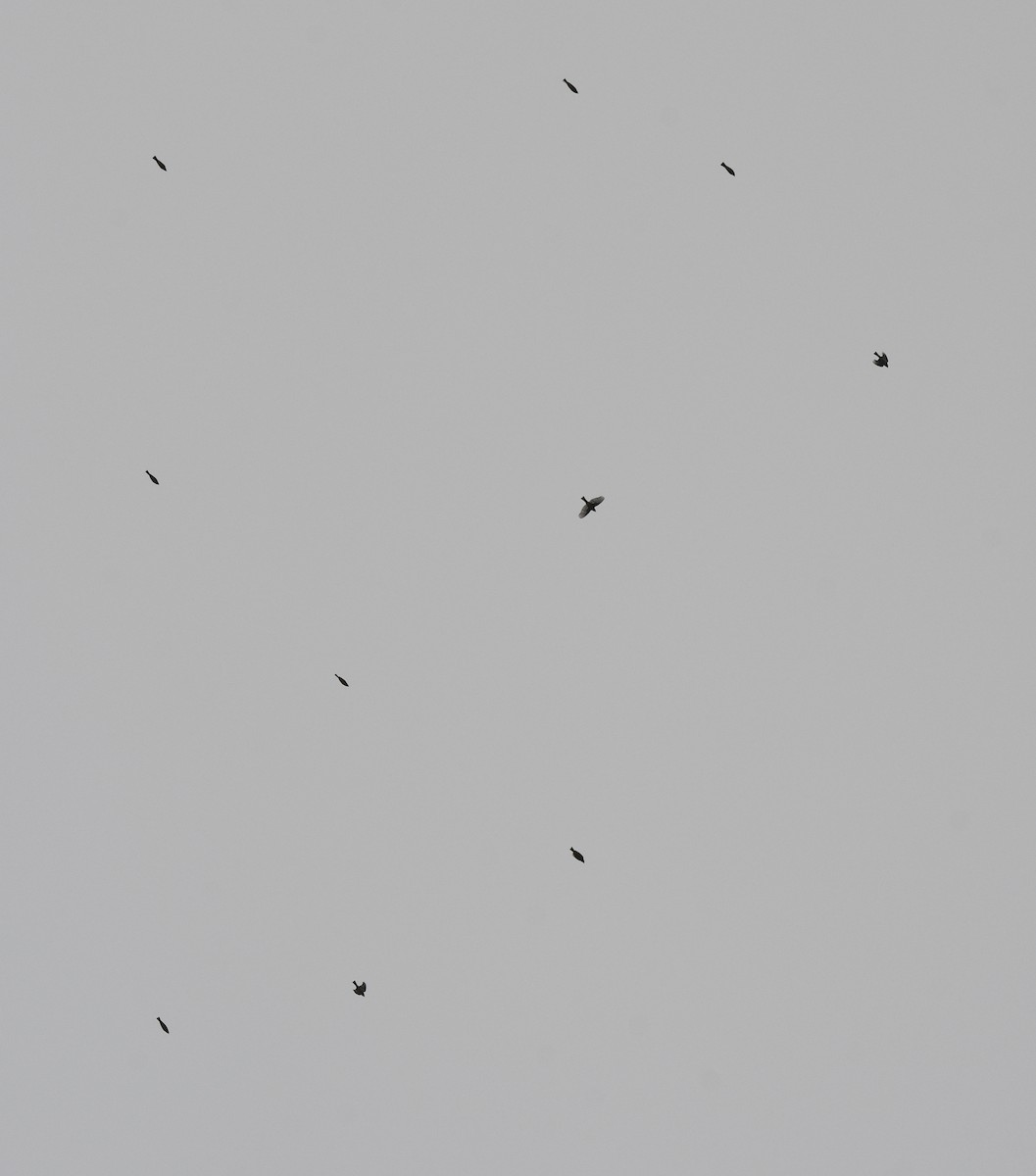 Common Chaffinch - ML647351878