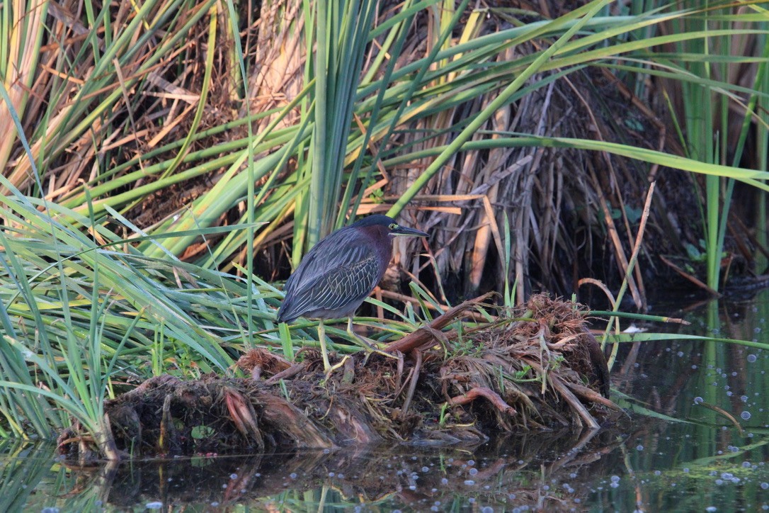 Green Heron - ML647351879