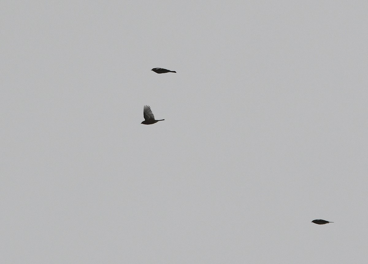 Common Chaffinch - ML647351880