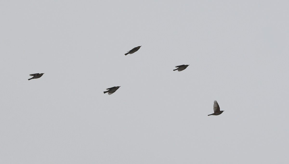 Redwing - ML647351882