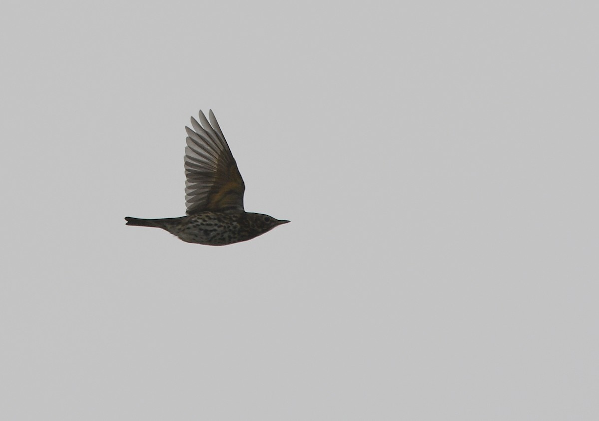 Song Thrush - ML647351885