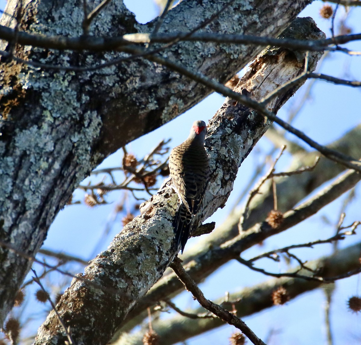 Northern Flicker - ML647351902