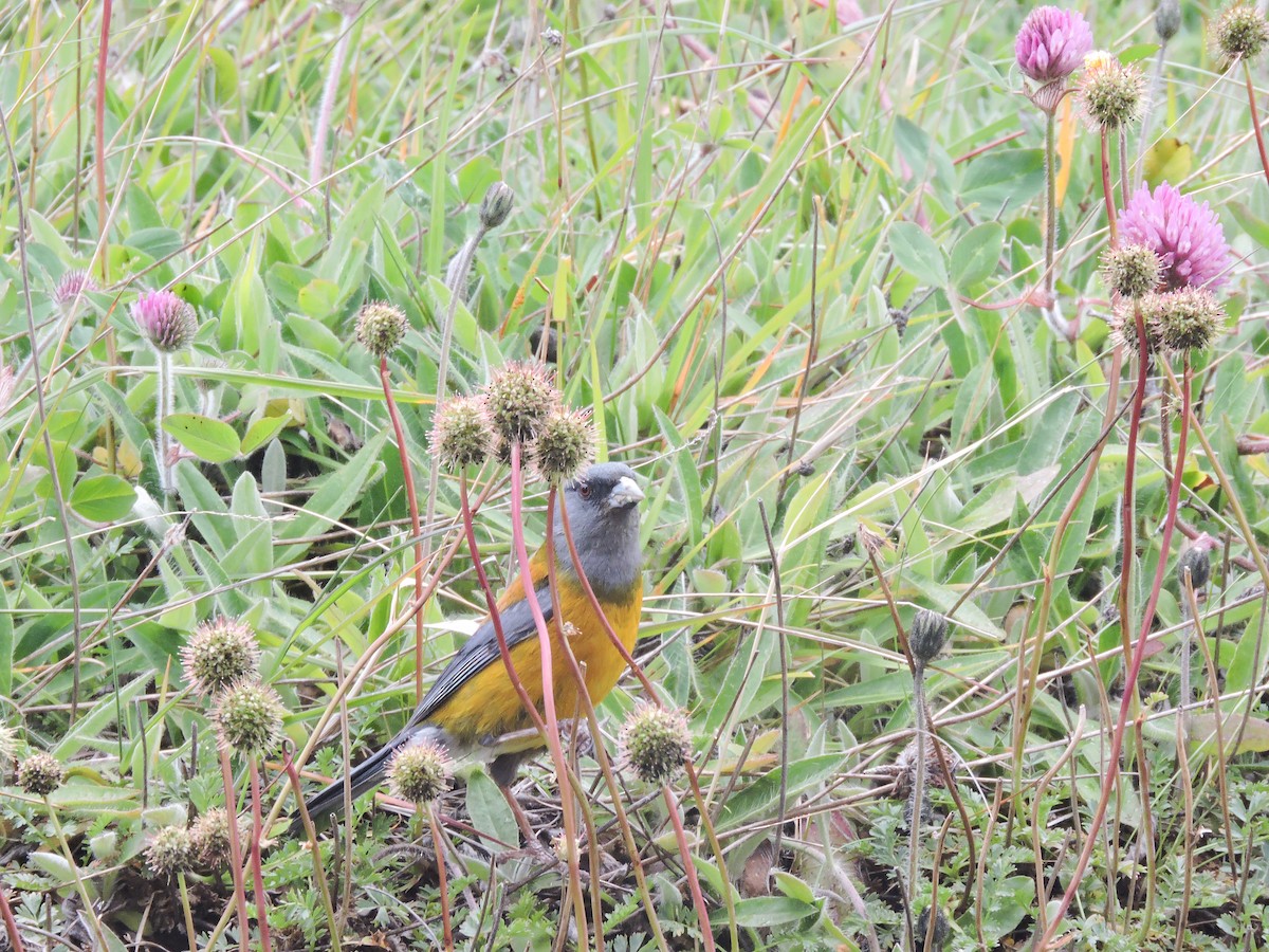 Patagonian Sierra Finch - ML647351921