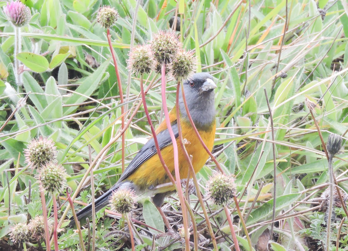 Patagonian Sierra Finch - ML647351922