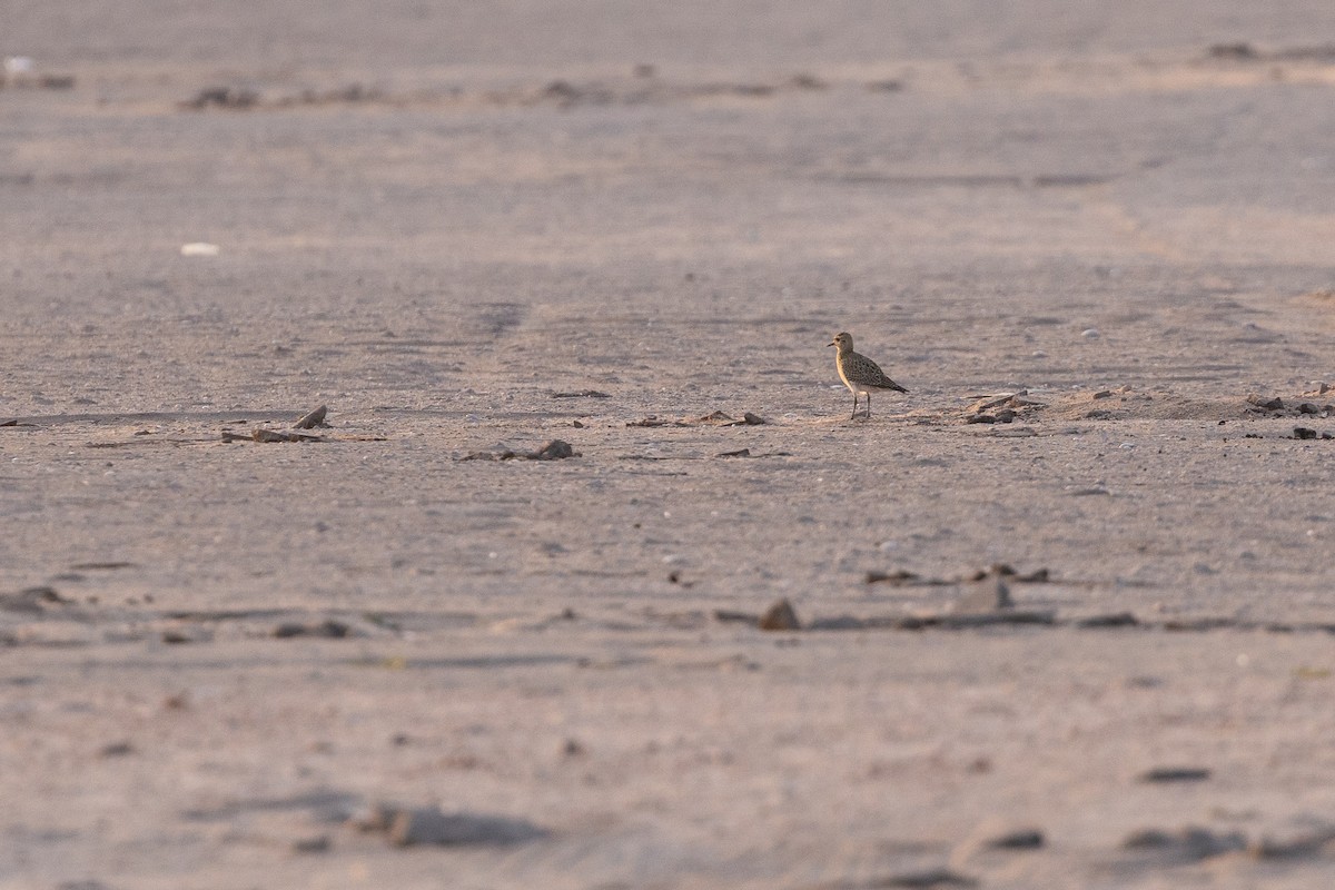 Сивка звичайна - ML647351923