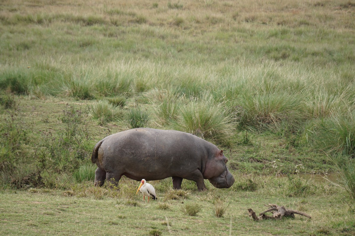 Yellow-billed Stork - ML647351927