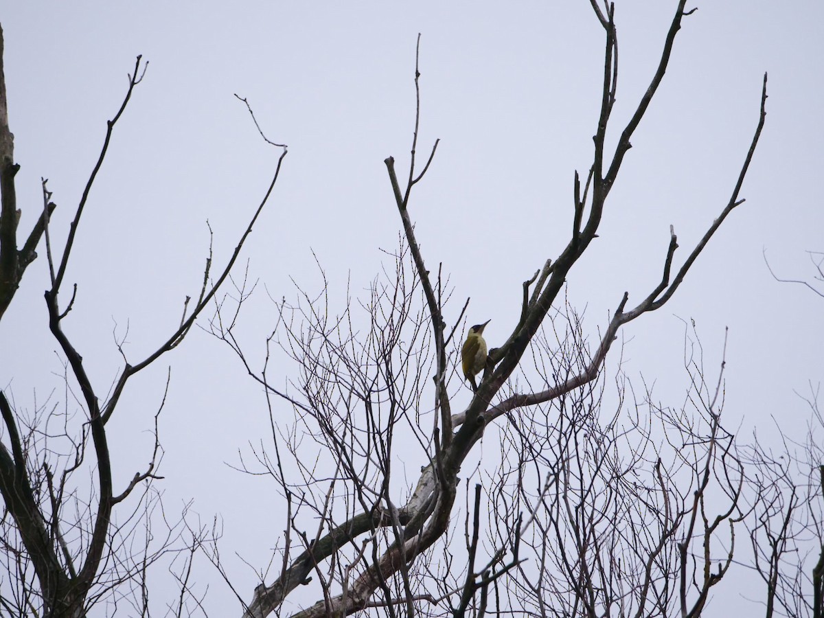 נקר ירוק - ML647351940