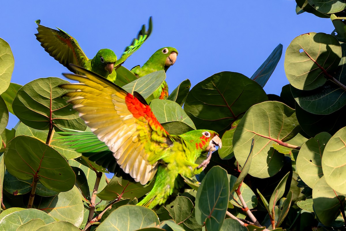 aratinga červenoskvrnný - ML647351941