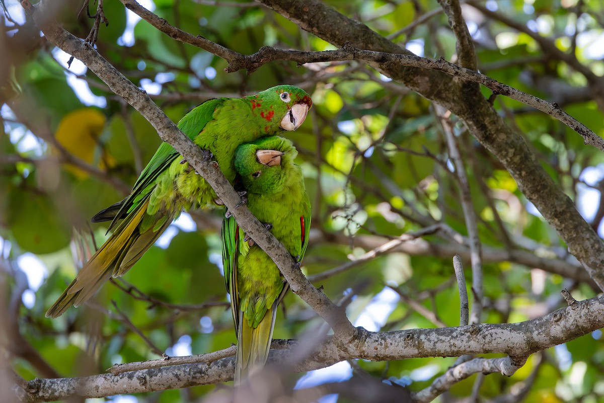 aratinga červenoskvrnný - ML647351942