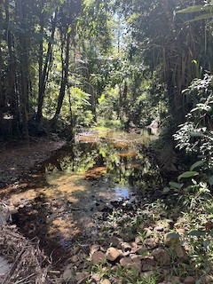 Djiru National Park--Lacey Creek walk, Cassowary Coast, Queensland ...