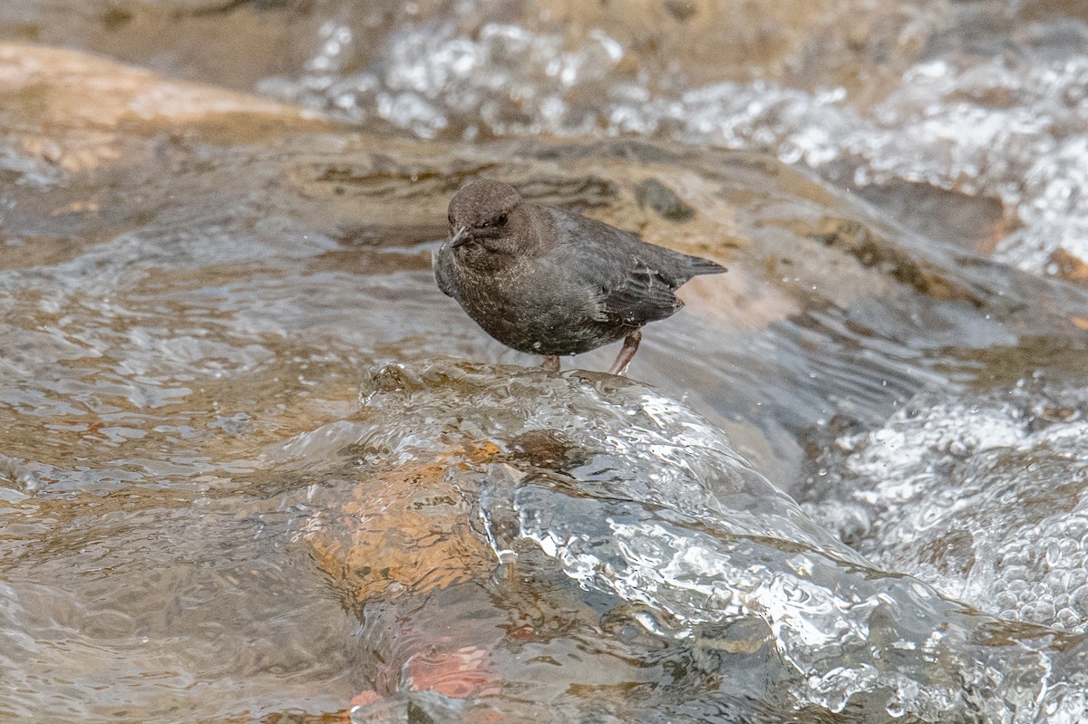 Ur-zozo iparramerikarra - ML647351960