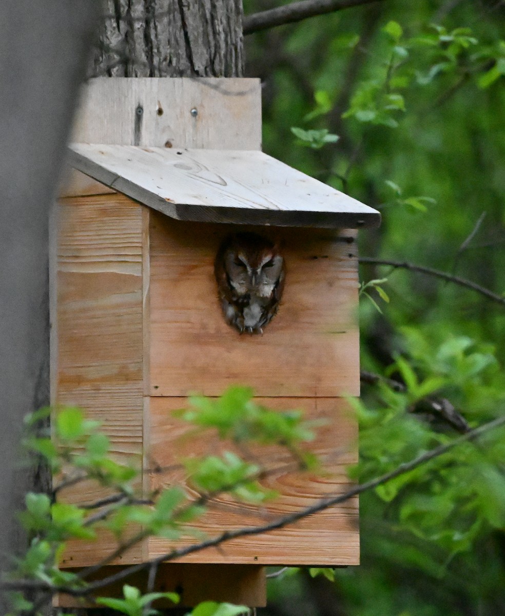 Eastern Screech-Owl - ML647351962