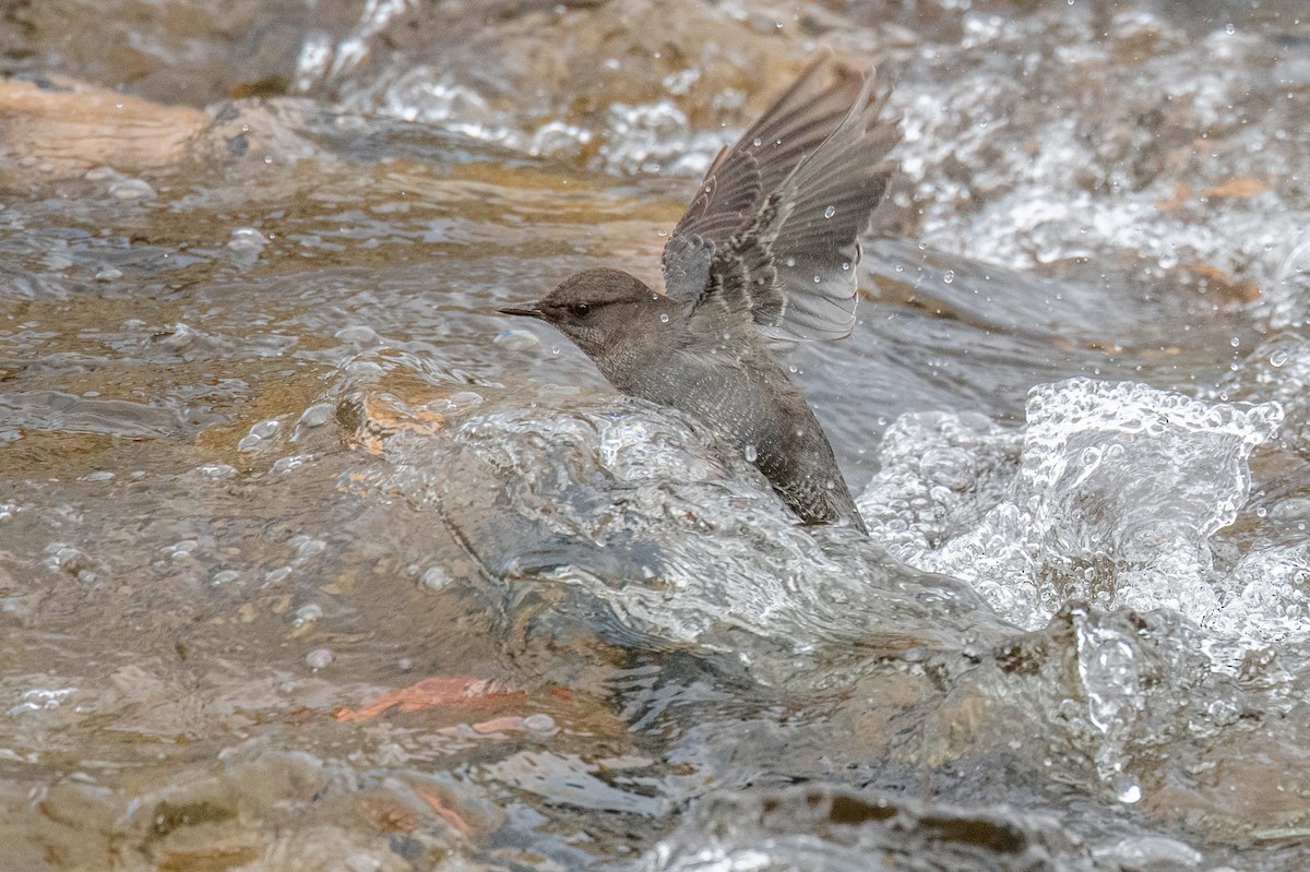 Ur-zozo iparramerikarra - ML647351963