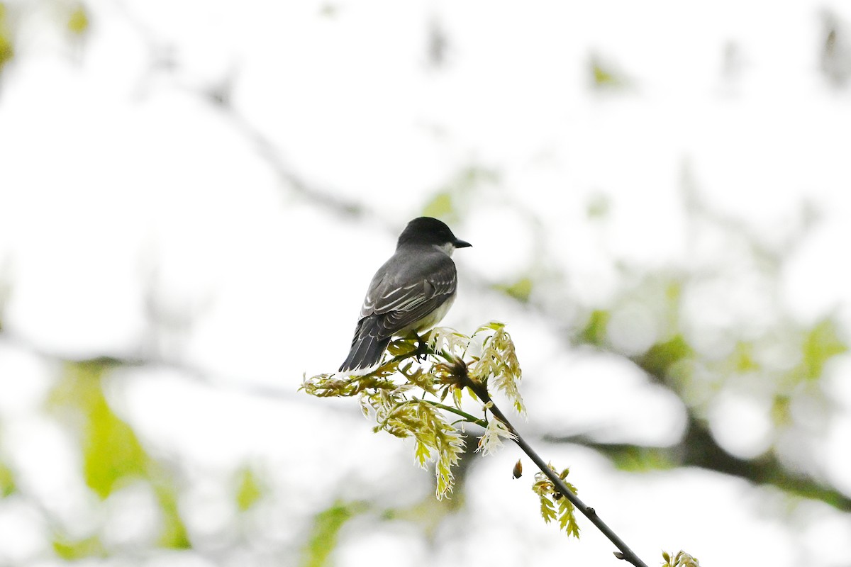 Eastern Kingbird - ML647351967