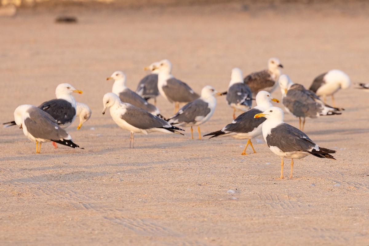 Lesser Black-backed Gull - ML647351973
