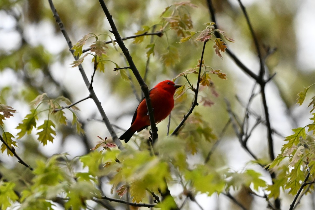 Scarlet Tanager - ML647351974