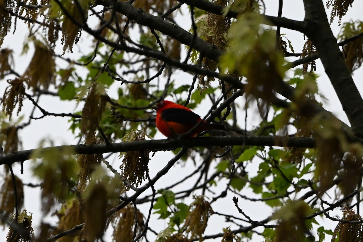 Scarlet Tanager - ML647351975