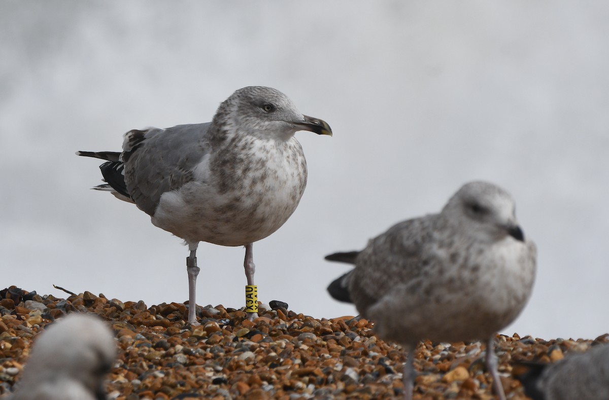 European Herring Gull - ML647351979