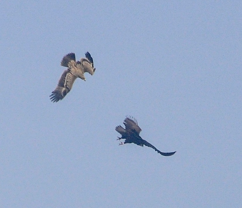 orel královský - ML647351981