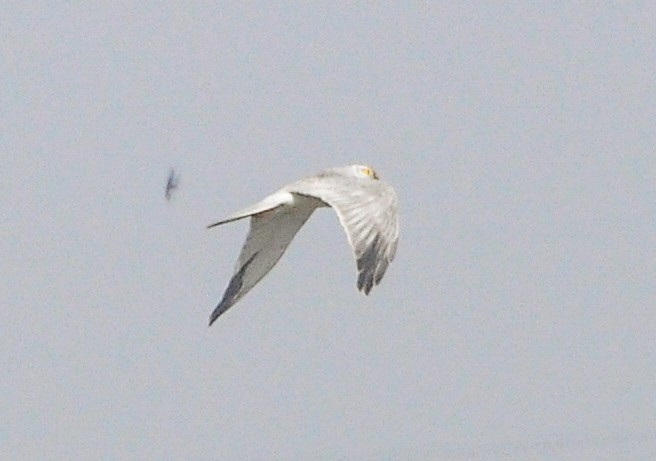 moták stepní - ML647351986