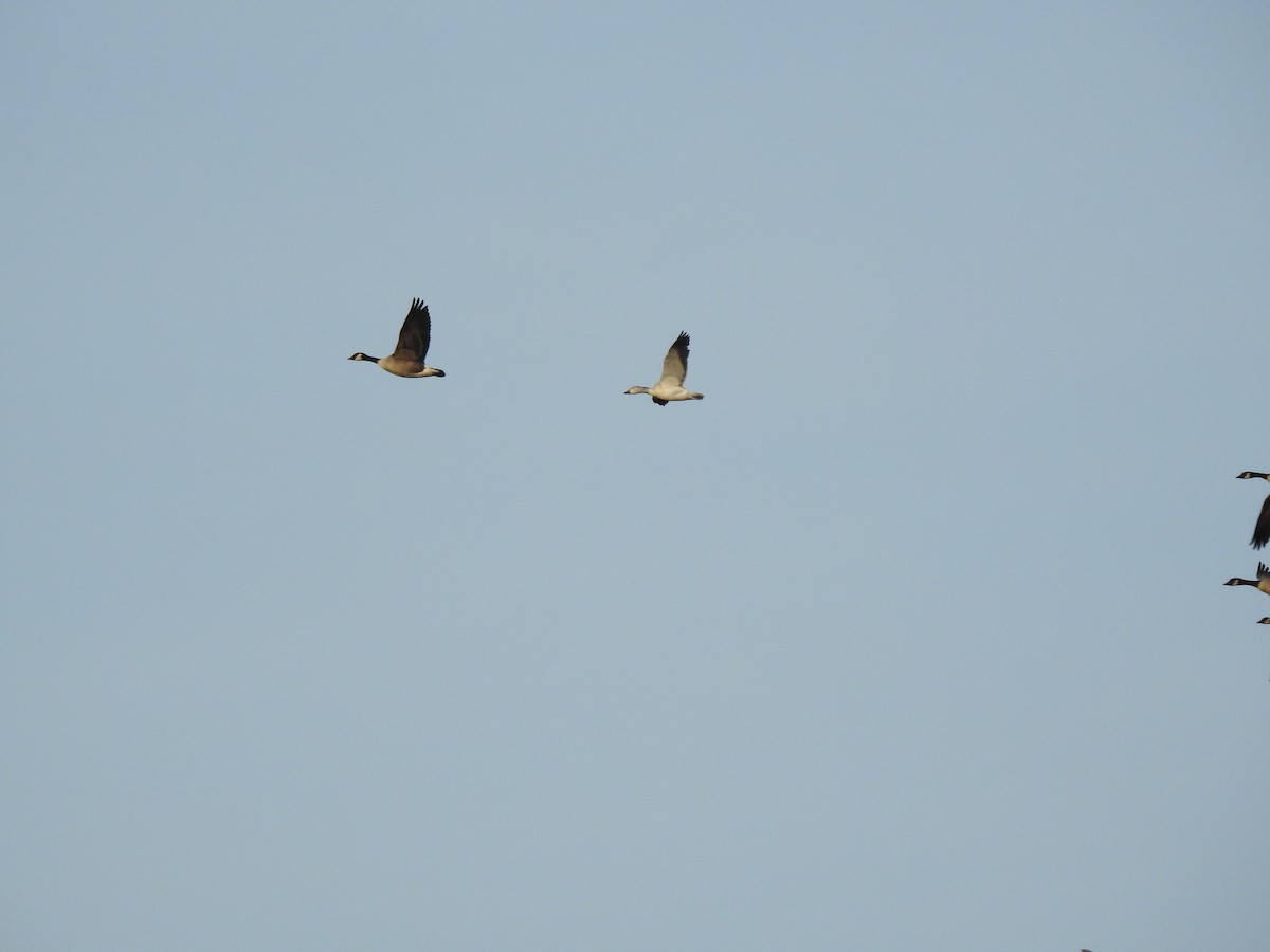 Цасны галуу - ML647352005