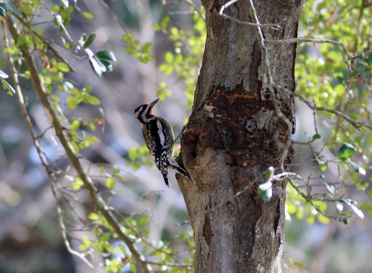 Yellow-bellied Sapsucker - ML647352010