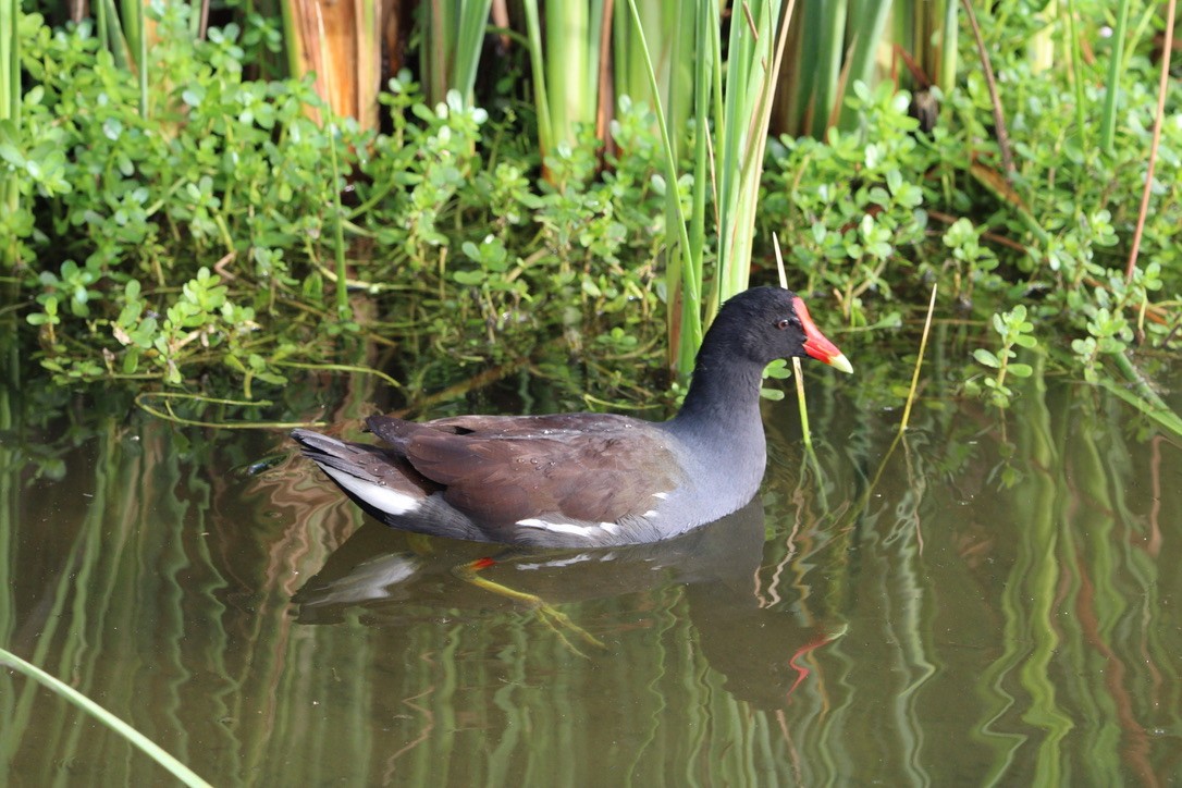 slípka americká - ML647352027