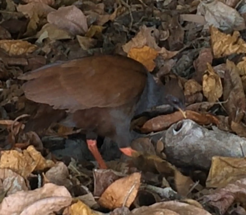 Orange-footed Megapode - ML647352033