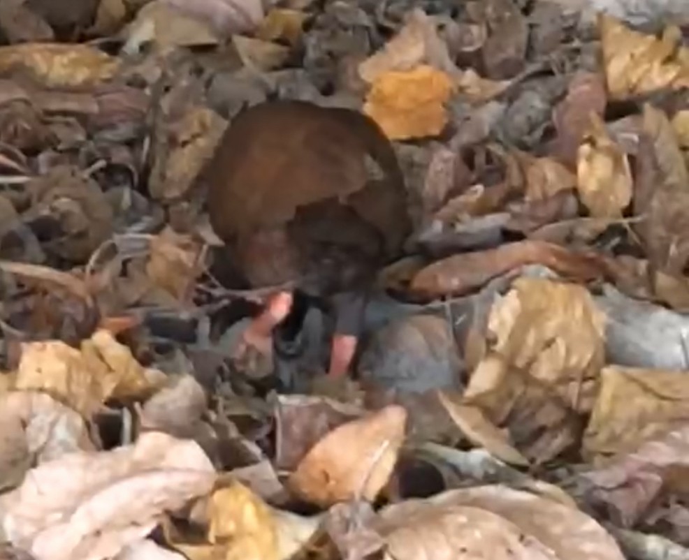 Orange-footed Megapode - ML647352034