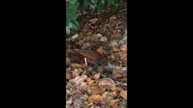 Orange-footed Megapode - ML647352035