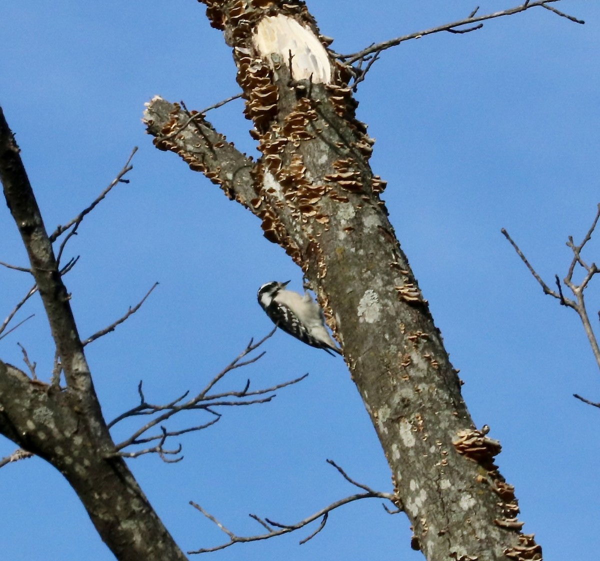 Downy Woodpecker - ML647352038