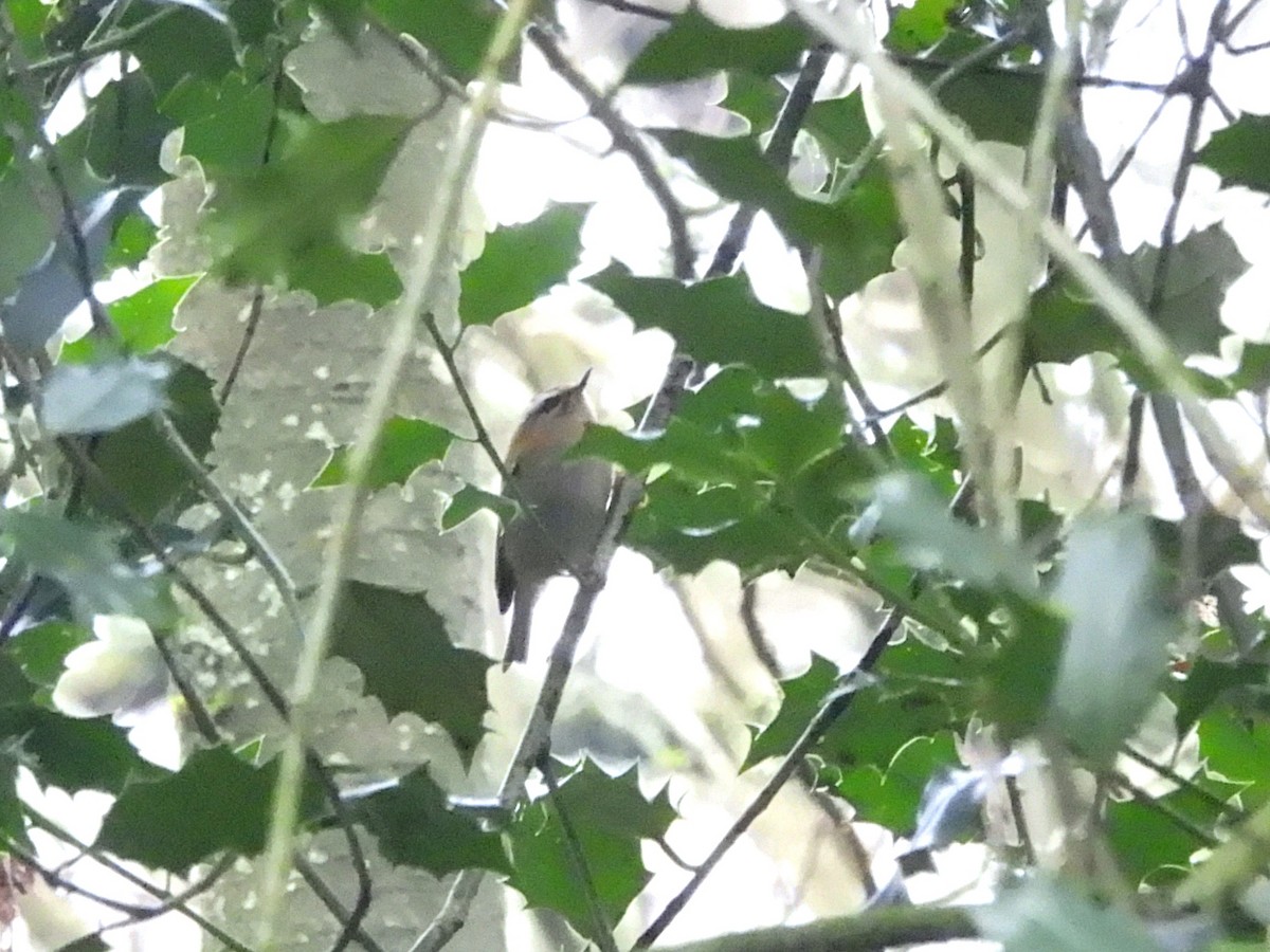 Common Firecrest - ML647352041