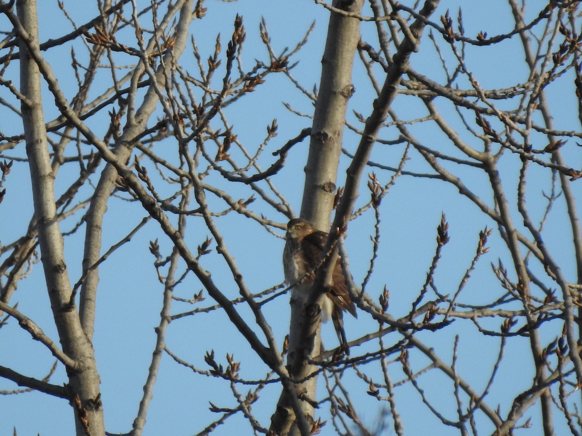 Sharp-shinned Hawk - ML647352051