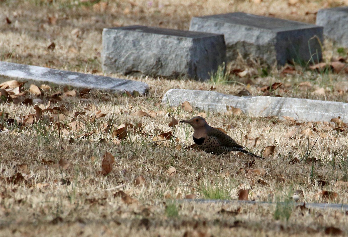 Northern Flicker - ML647352052