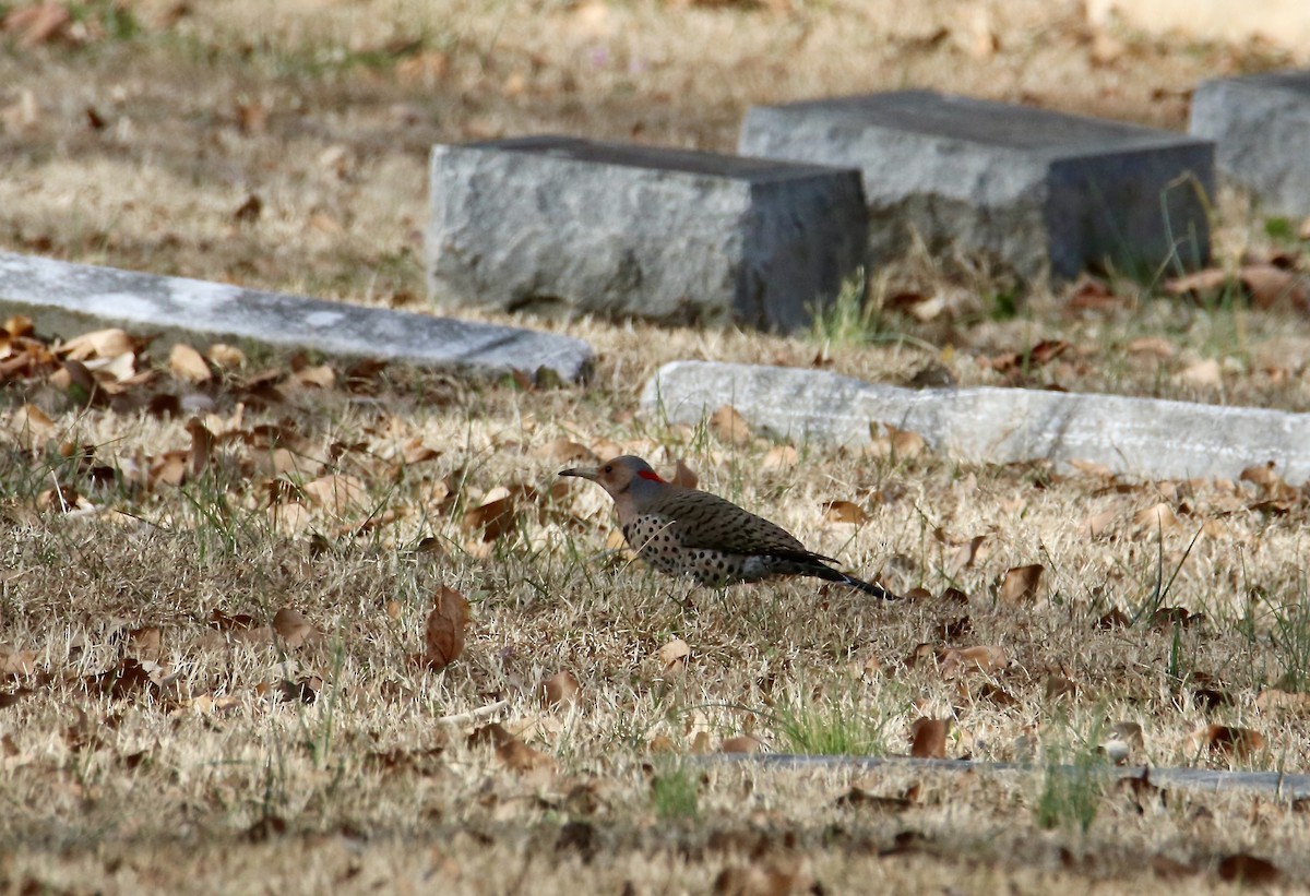 Northern Flicker - ML647352053