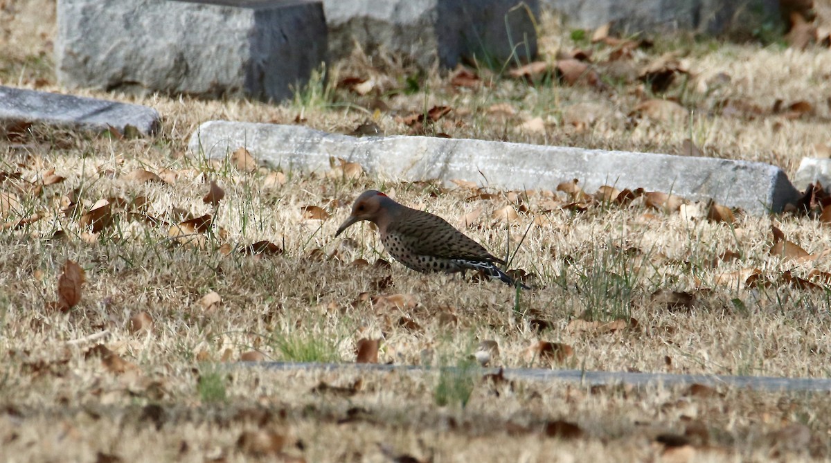 Northern Flicker - ML647352054