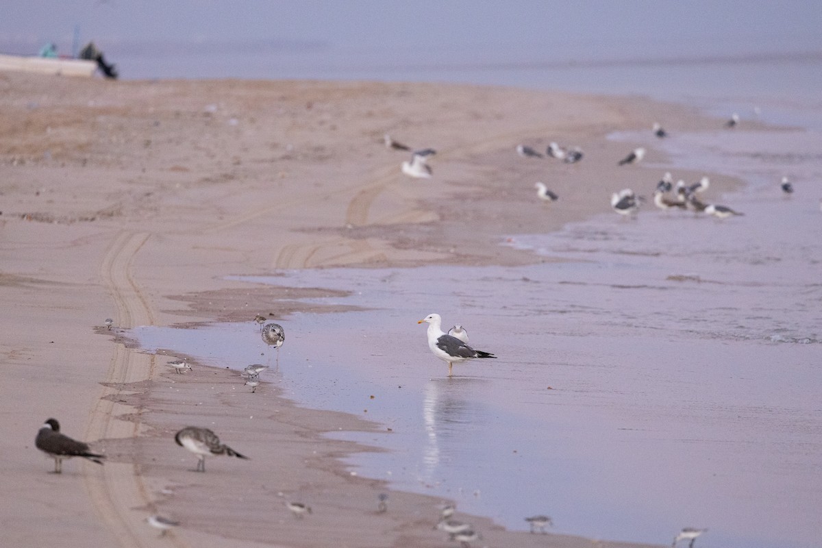 Lesser Black-backed Gull - ML647352056