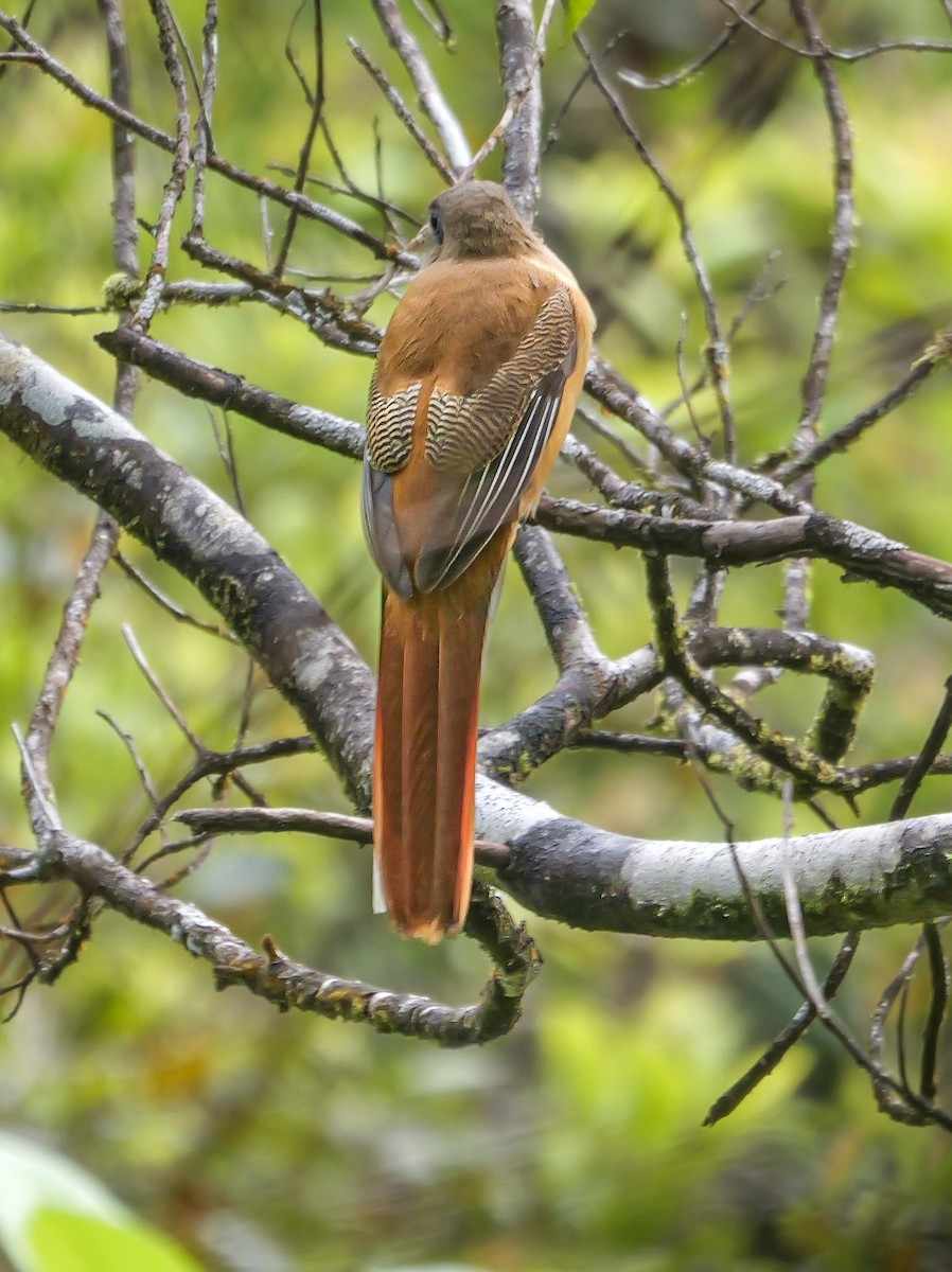 Trogon de Malabar - ML647352059